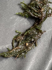 Rhynchostegium riparioides