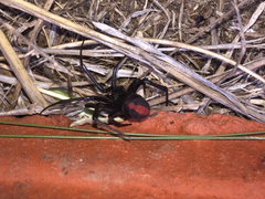 Latrodectus hasselti