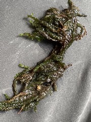 Rhynchostegium riparioides