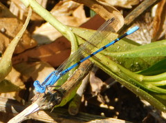 Argia nahuana