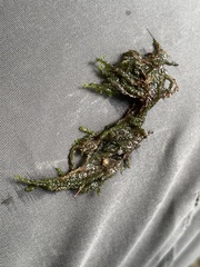 Rhynchostegium riparioides