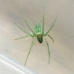 Araneus talipedatus