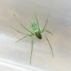 Araneus talipedatus