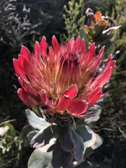 Protea eximia