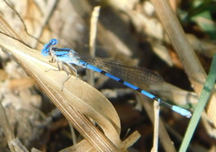 Argia nahuana