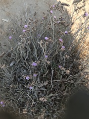 Limonium narbonense