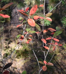 Aronia mitschurinii