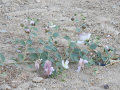 Capparis sicula