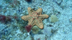 Oreaster clavatus