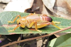 Gryllacrididae