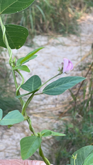 Strophostyles helvola