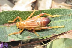 Gryllacrididae