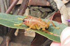 Gryllacrididae