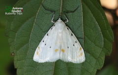 Brihaspa atrostigmella