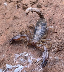 Urodacus manicatus