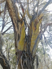 Eucalyptus stellulata