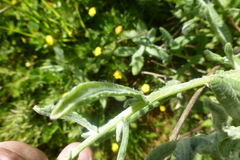 Pseudognaphalium undulatum