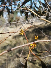 Eucalyptus stellulata