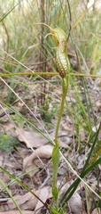 Pterostylis barbata