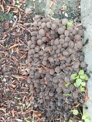 Coprinellus disseminatus