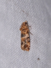 Lobesia aeolopa