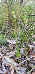 Pterostylis barbata