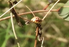 Paropsis maculata