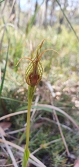 Pterostylis barbata