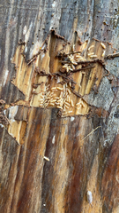 Reticulitermes flavipes