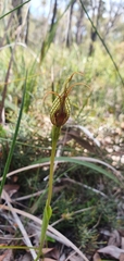 Pterostylis barbata