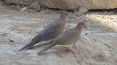 Streptopelia senegalensis