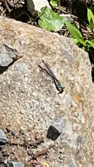 Argia tibialis