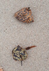 Botrylloides leachii