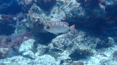 Heteropriacanthus fulgens