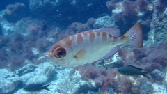 Heteropriacanthus fulgens