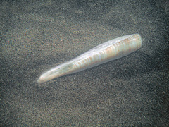 Ensis minor