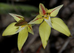 Caladenia flava flava