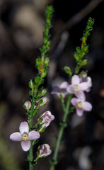 Cyanothamnus coerulescens spinescens