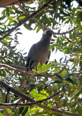 Corythaixoides concolor bechuanae