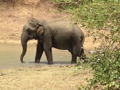 Elephas maximus maximus