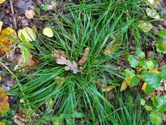 Carex digitata