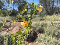 Petalostylis labicheoides