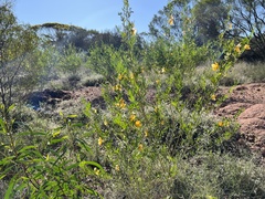 Petalostylis labicheoides
