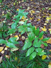 Polygonatum odoratum