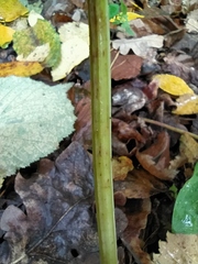 Polygonatum odoratum