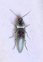 Ignelater luminosus
