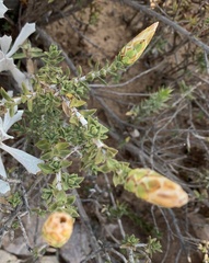 Pteronia hutchinsoniana
