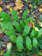 Polygonatum odoratum