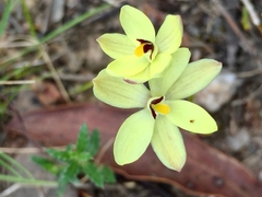 Thelymitra antennifera
