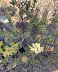 Pteronia hutchinsoniana